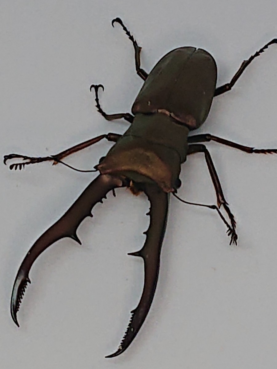 メタリフェルホソアカクワガタ