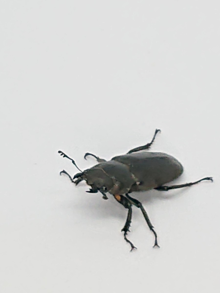 メタリフェルホソアカクワガタ