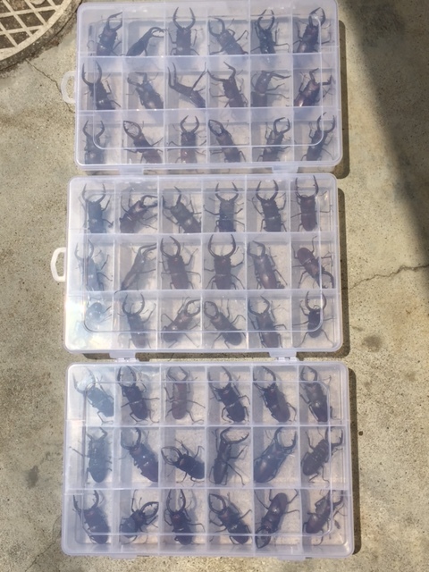 国産ノコギリクワガタ 水牛 54ペア 108頭 7/4採集 イベント お祭り ショップ向き