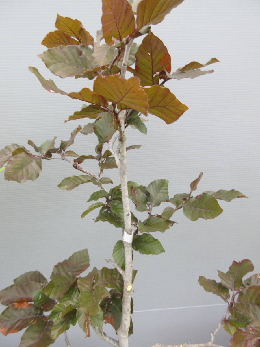 紫葉ブナ、草丈約６０cm、接ぎ木、１８cmポット作りこみ　７－６