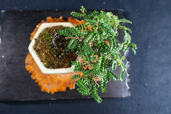 盆栽<小品盆栽、沢渡り、根上り、半懸崖、樹高13cm>棚出し 盆栽<小品盆栽、沢渡り、根上り、半懸崖、樹高13cm>棚出し