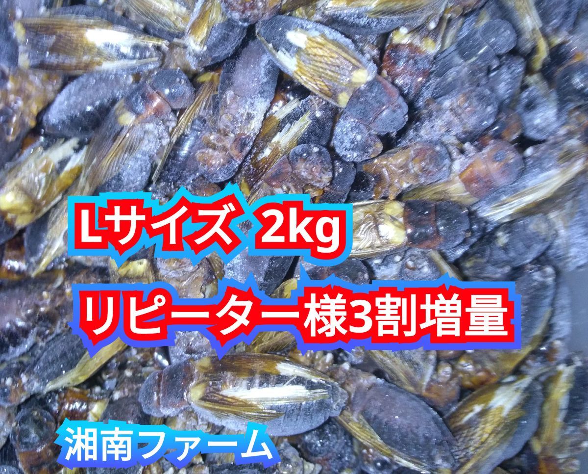 Lサイズ2kg冷凍 コオロギ 脚部除去済 リピーター様3割増量! (増量後2.6kg ) 冷凍保存用チャック袋入り★送料無料★