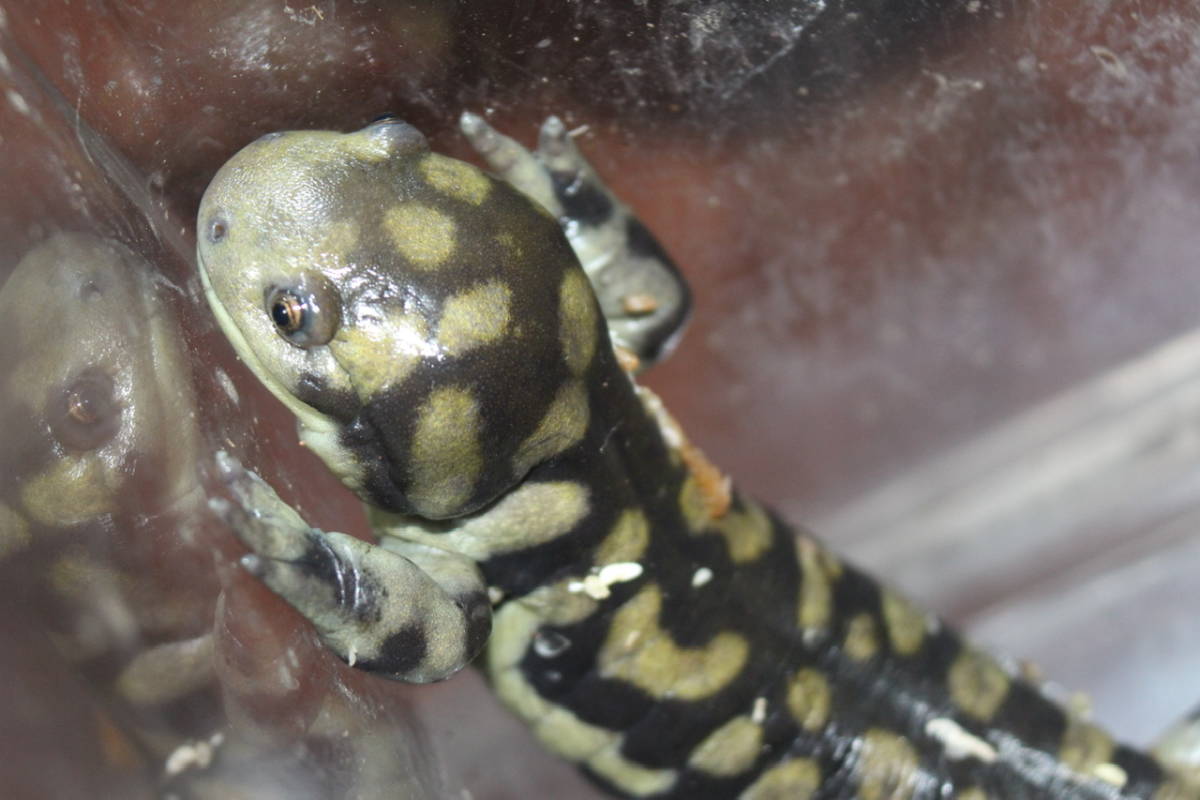 オビタイガーサラマンダー 大きめ！セレクト