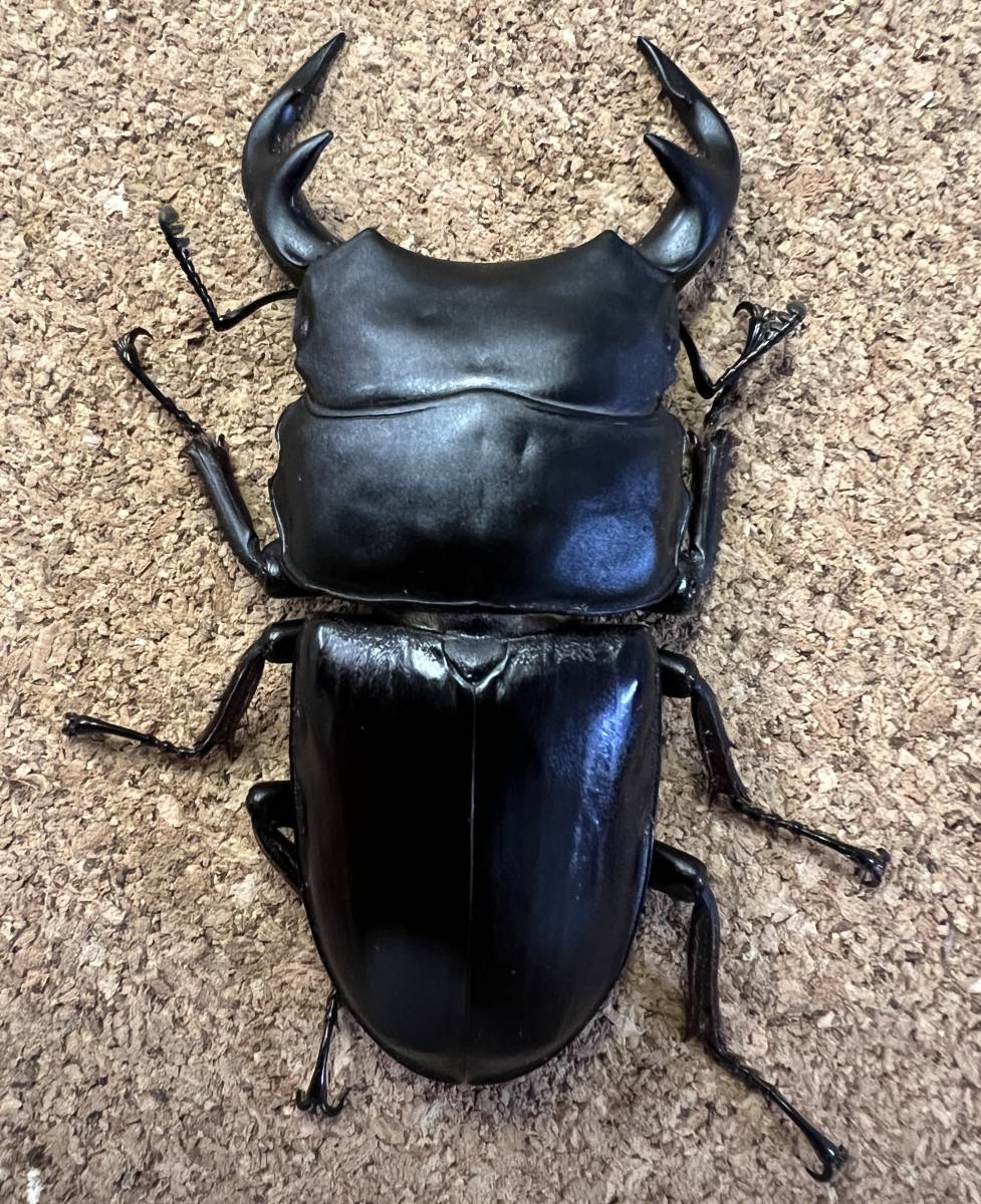 【Garda血統】グランディスオオクワガタ 新成虫ペア　♂80.7mm + ♀51.4mm