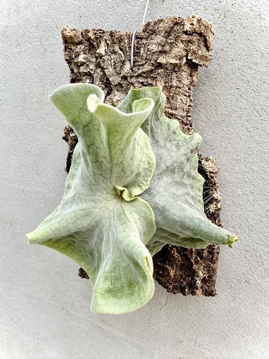 P. superbum dwarf ビカクシダ【vandaka】 ビカクシダ dwarf P. Dwarf