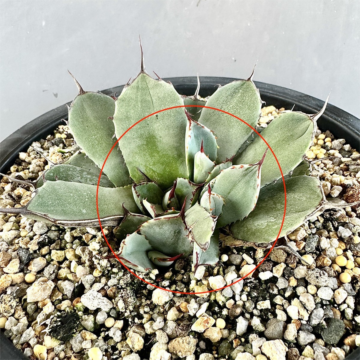 アガベ オバティフォリア 3株 B MM28 貴重な希少種 アガベ パリー