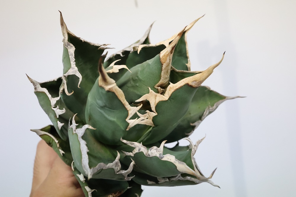 チタノタ アガベ titanota オテロイ Agave oteroi FO-076 agave 実生