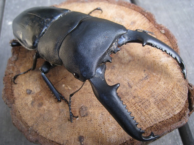 FUK1977】超大型！パラワンオオヒラタクワガタ110.3mmx54.2mm 幼虫4頭