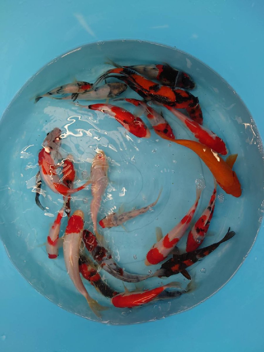 【魚酔#30B6】お楽しみ！錦鯉ミックスセット♪ 2022年産 3０匹 約15~25cm