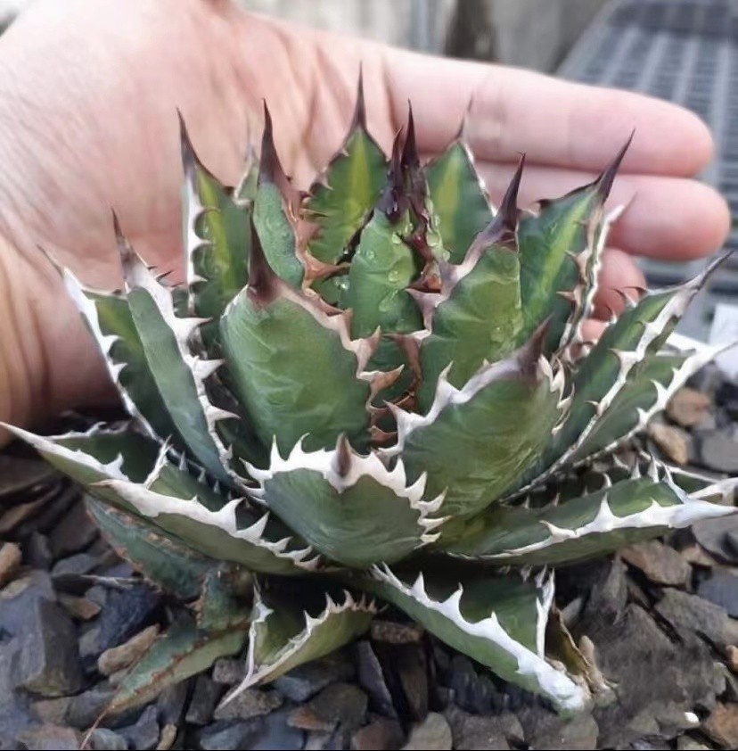 アガベ チタノタ 萬代厳竜 ⁄ Agave lophantha × titanota #1 WH7アガベ