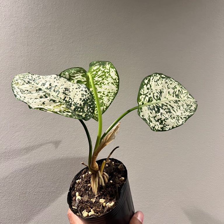 A54アグラオネマ アンヤマニーAGLAONEMA SP Moradok Loke (観葉植物