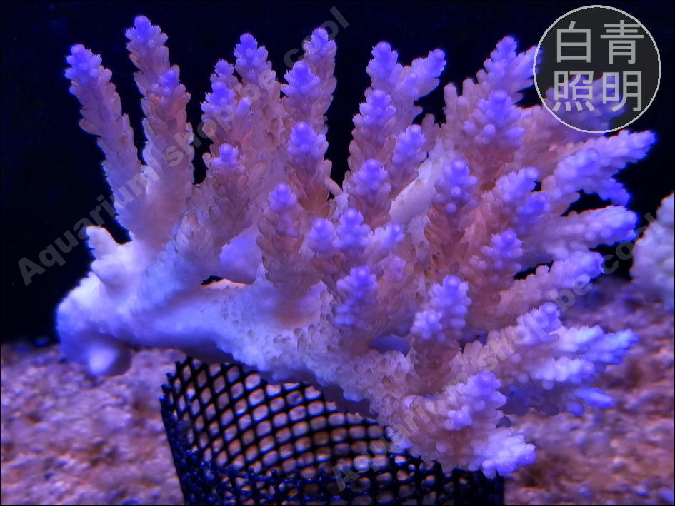 『ビクール』L２１ミドリイシｓｐ（１２ｃｍ前後）