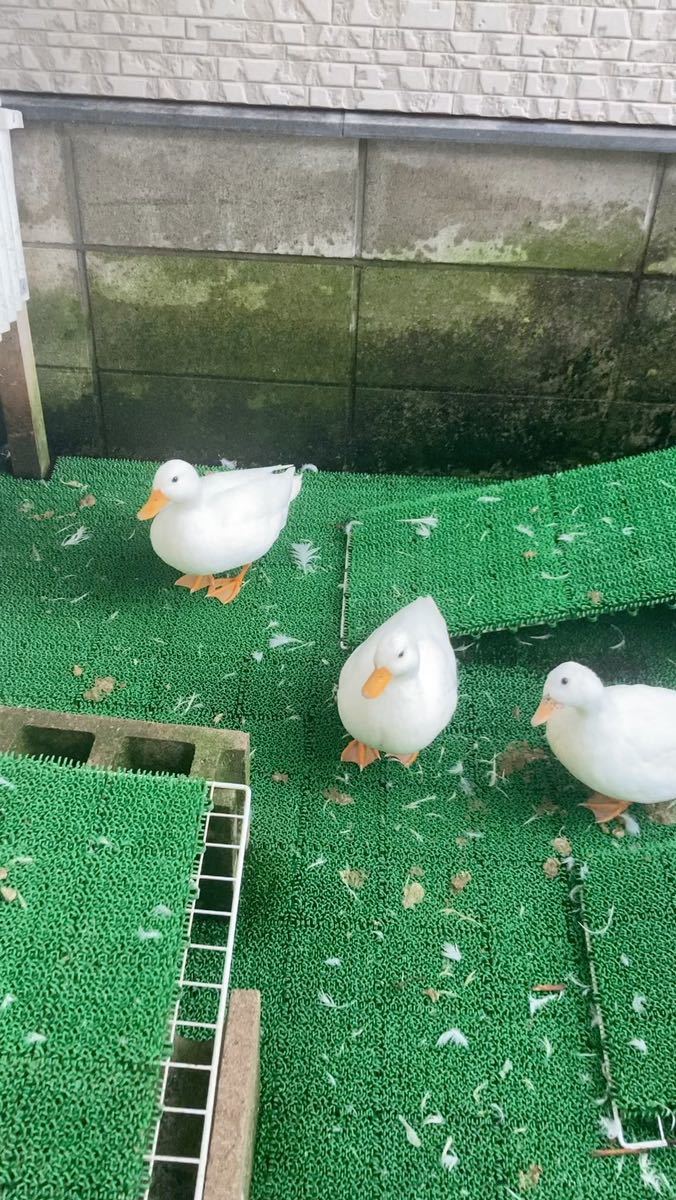 コールダック(白×白) 種卵　5個 有精卵　食用