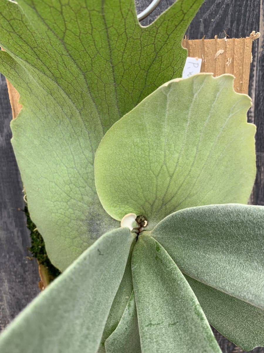 P.willinckii cv.Scofield Tatsuta(ビカクシダ、コウモリラン)｜売買