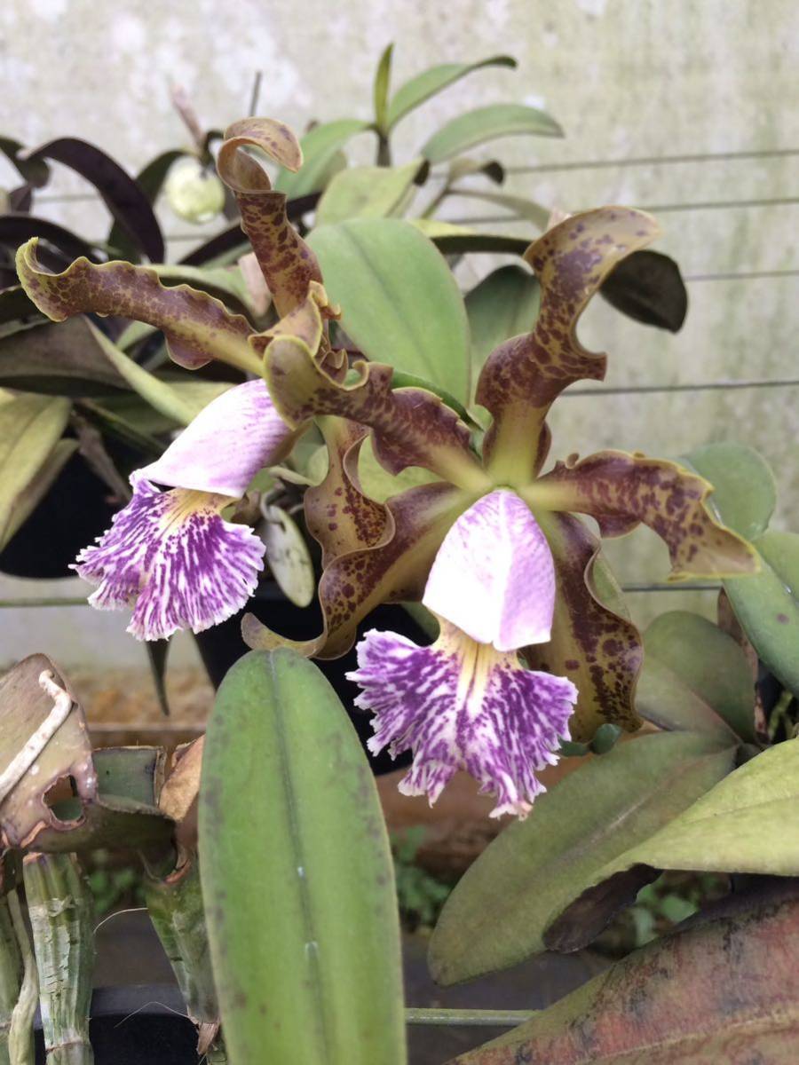 洋蘭原種　Cattleya schilleriana coerulea 実生