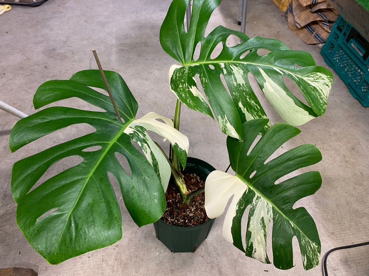 多肉植物 観葉植物 モンステラ ボルシギアナ錦 ボルシギアナ