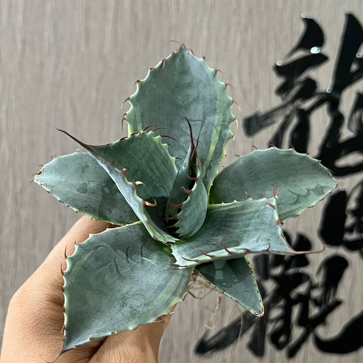 アガベ - 多肉植物 Yahoo!オークション メルカリ 