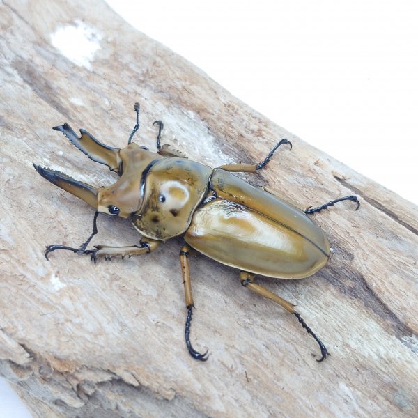 ☆TTBL☆№656 ババオウゴンオニクワガタ【タニダーリ】【新成虫】【♂70㎜♀46.6㎜】【CBF4】