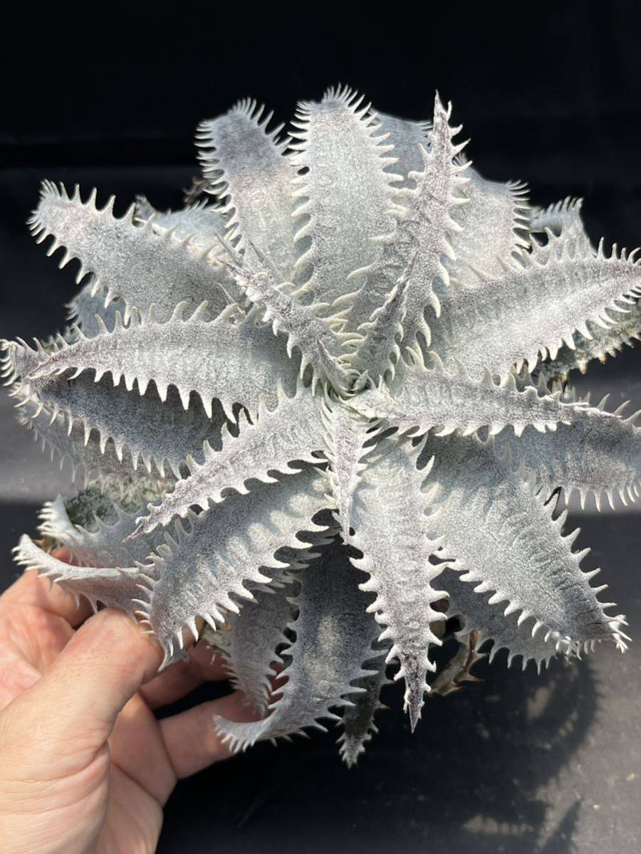 Dyckia | Maniax ディッキア・ケリー：Dyckia 'Kelly' ディッキア