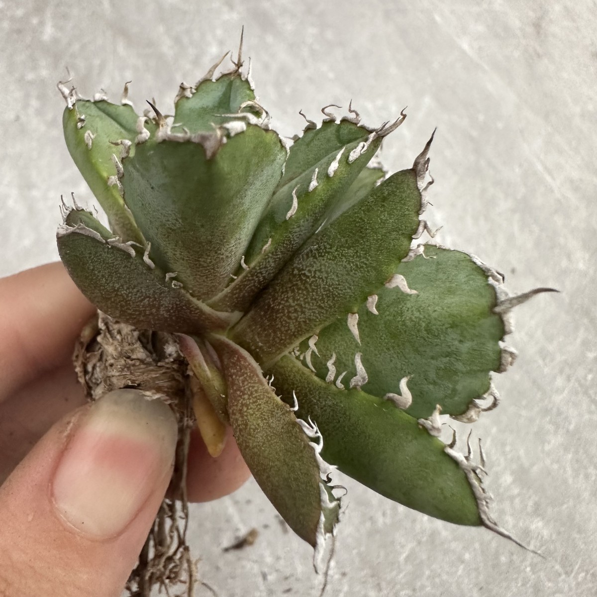 H30 多肉植物アガベ チタノタ フィリグリー 圓葉拇指台湾輸入株 H30 多肉植物アガベ チタノタ フィリグリー 圓葉拇指台湾輸入株