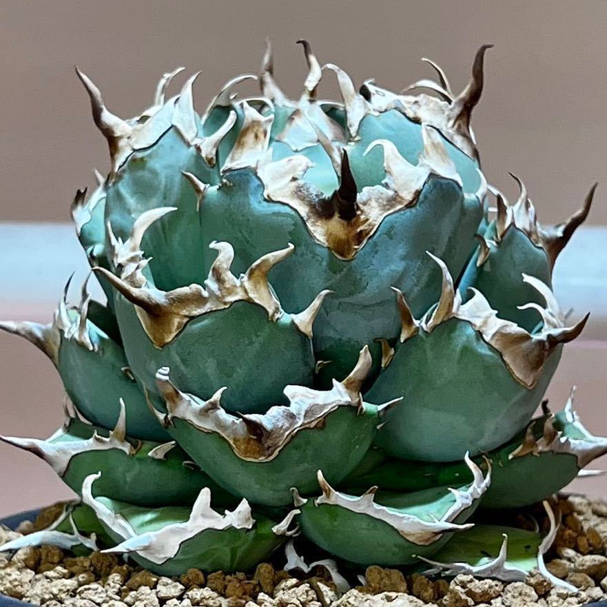 アガベ チタノタ フェニックス 子株 agave titanota phenix pup(アガベ