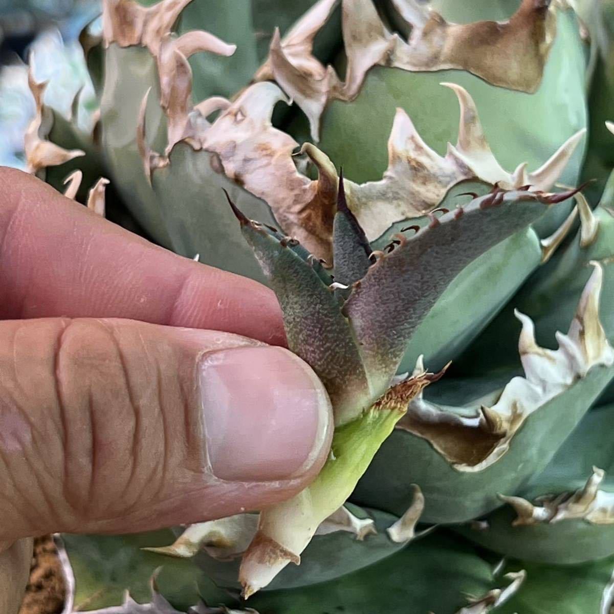 アガベ チタノタ フェニックス 子株 agave titanota phenix pup(アガベ