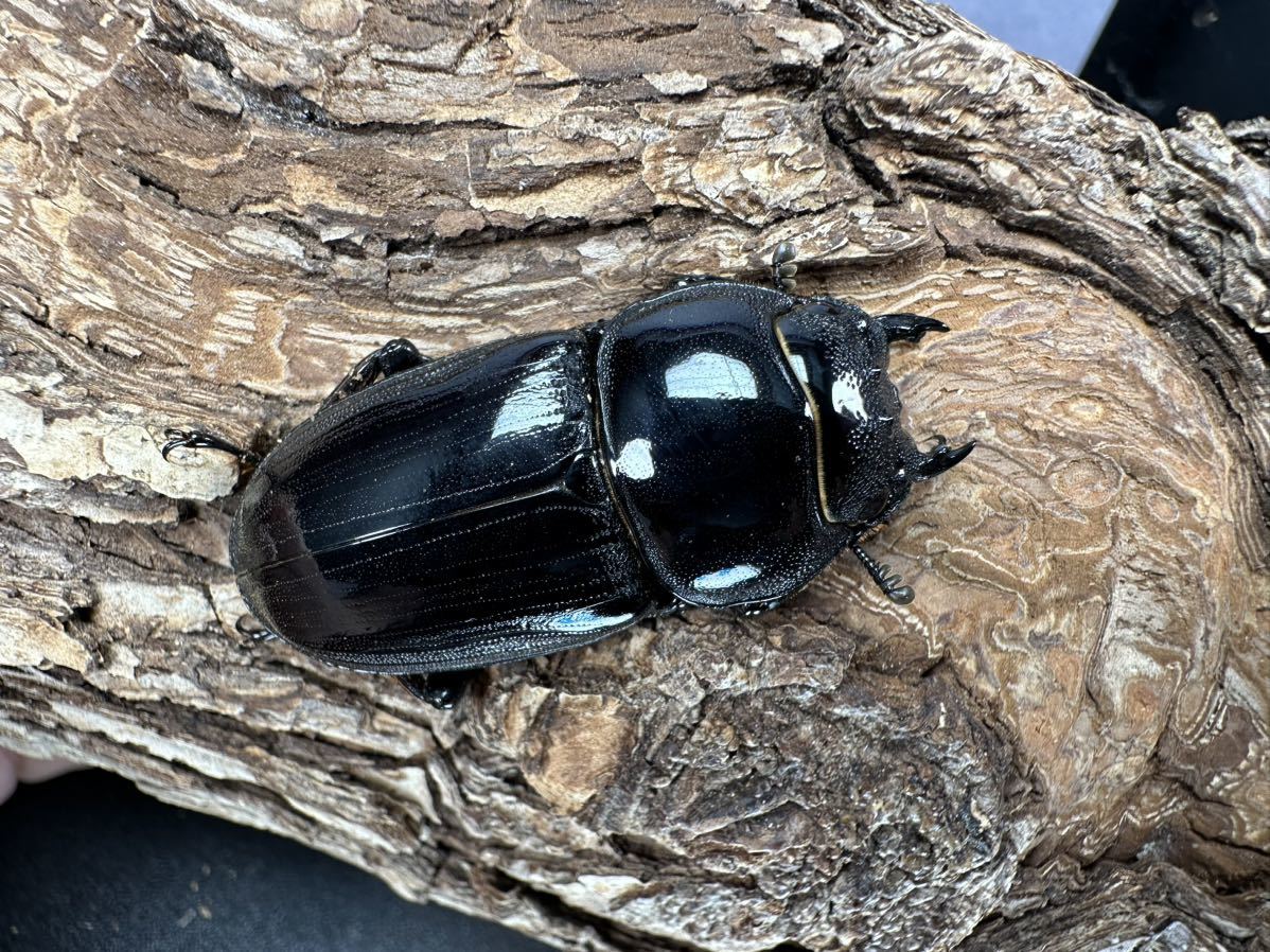 グランディスオオクワガタ 88．2mmペア ≪≪ ラオス便 Wild