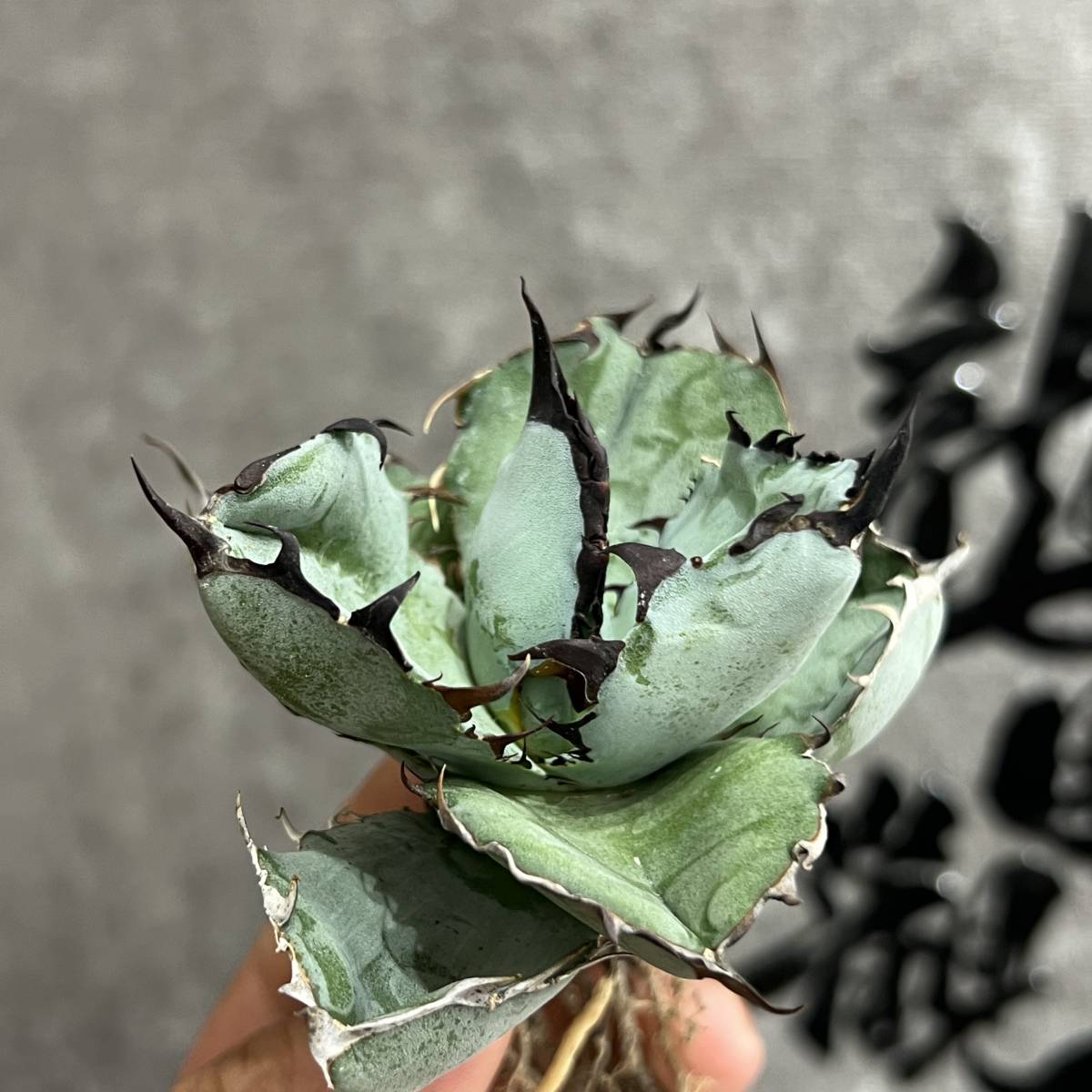 【龍園觀】①No.264 特選 アガベ 多肉植物 チタノタ BB ブラックアンドブルー 濃黒棘 超強棘 包葉型 極上株 短葉