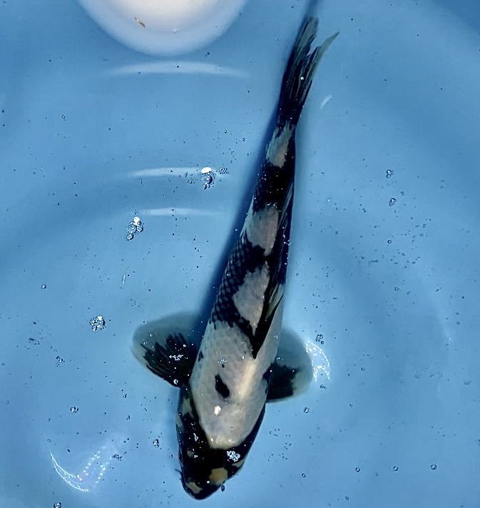 錦鯉　今がチャンス！［厳選面迫産］ムチムチボディー白写り　20 