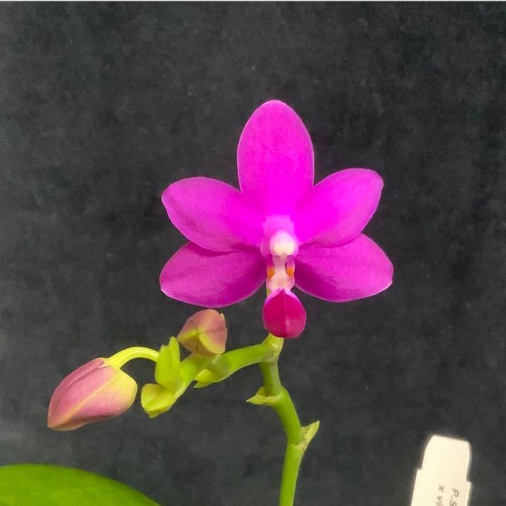 (^。 ^)(898)洋蘭，Phal. Sapphire‘s ‘Galah’，芳香あり