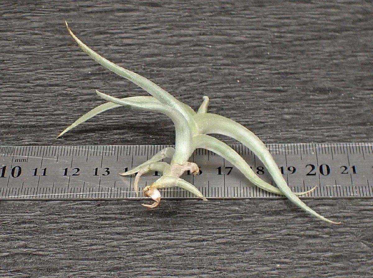 hirta Tillandsia HR＊チランジア ヒルタ var. v. 98764チランジア 