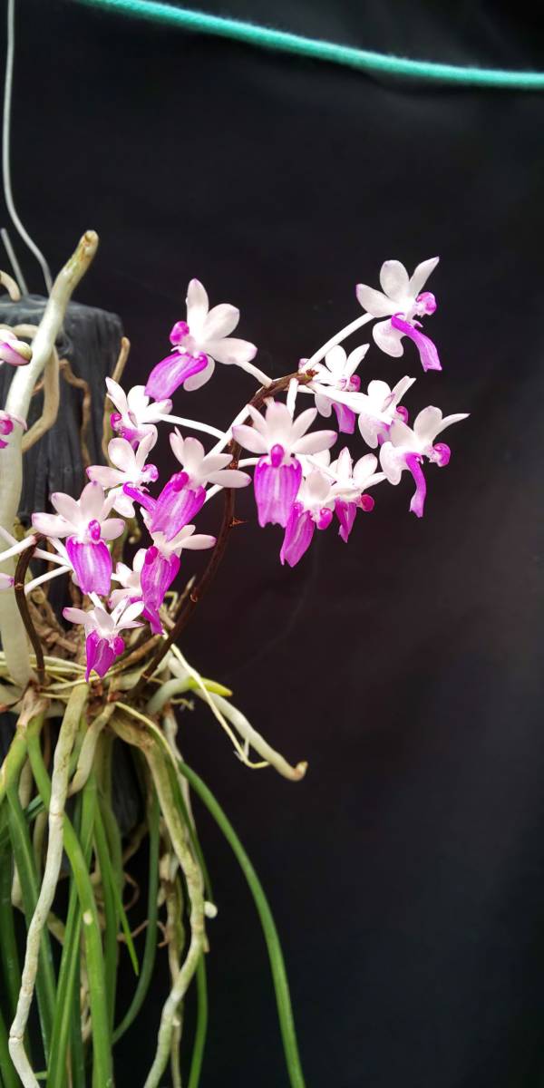 Seidenfadenia mitrata Orchid the of Plants 洋蘭☆原種