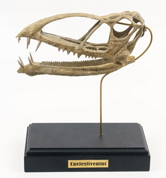 6★1，000円～売切！★ 高品質！3Dスキャン 複製 ★　翼竜　Caelestiventus　頭骨　原寸 １：１