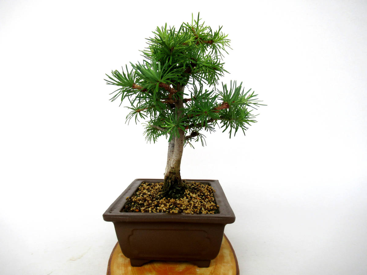 八房杜松盆栽小品盆栽ミニ盆栽樹高13cm (検索用真柏、黒松、五葉松)