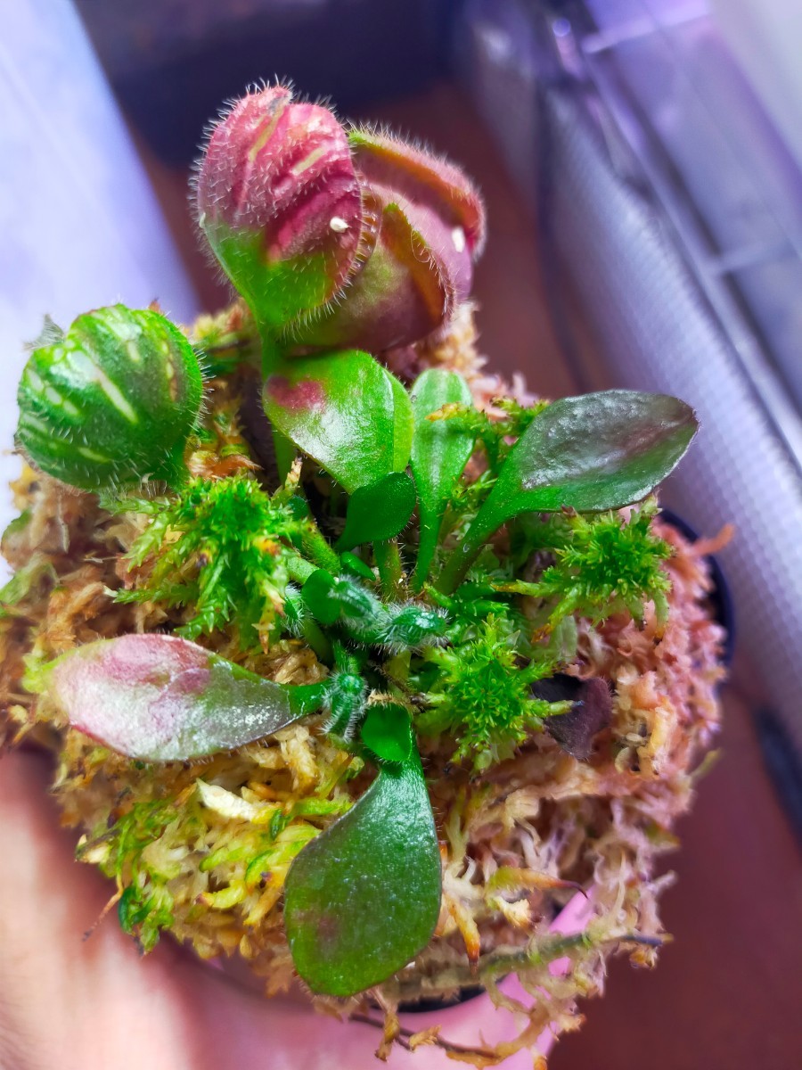 食虫植物 セファロタス ハマーズ ジャイアント セドリックCephalotus 