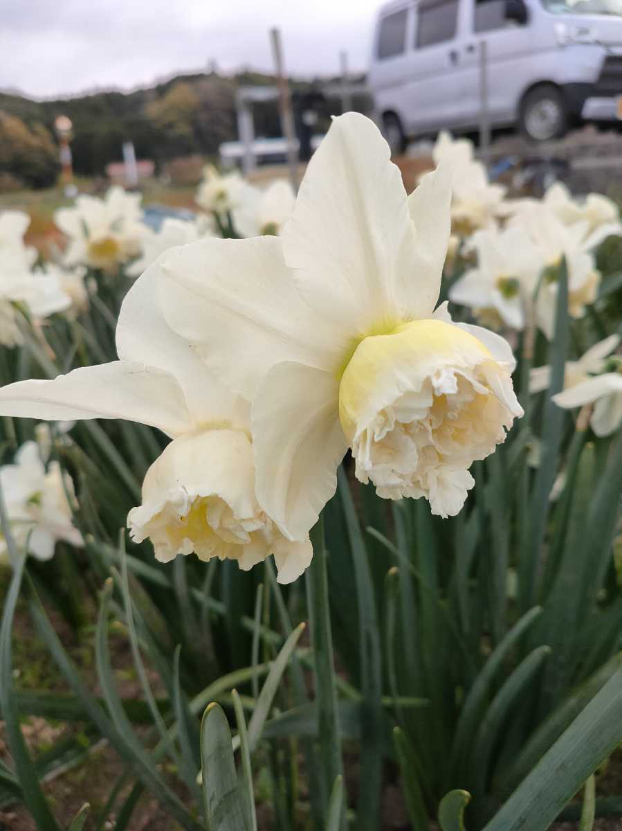 【球根】レア　水仙　タリア八重咲き　Narcissus 'White Marvel'　5球