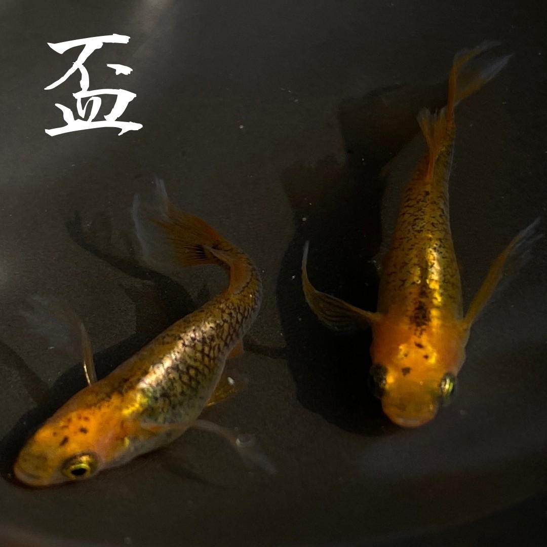【盃メダカ】金松葉メダカ■銀メタ×不知火■説明文をお読み下さい