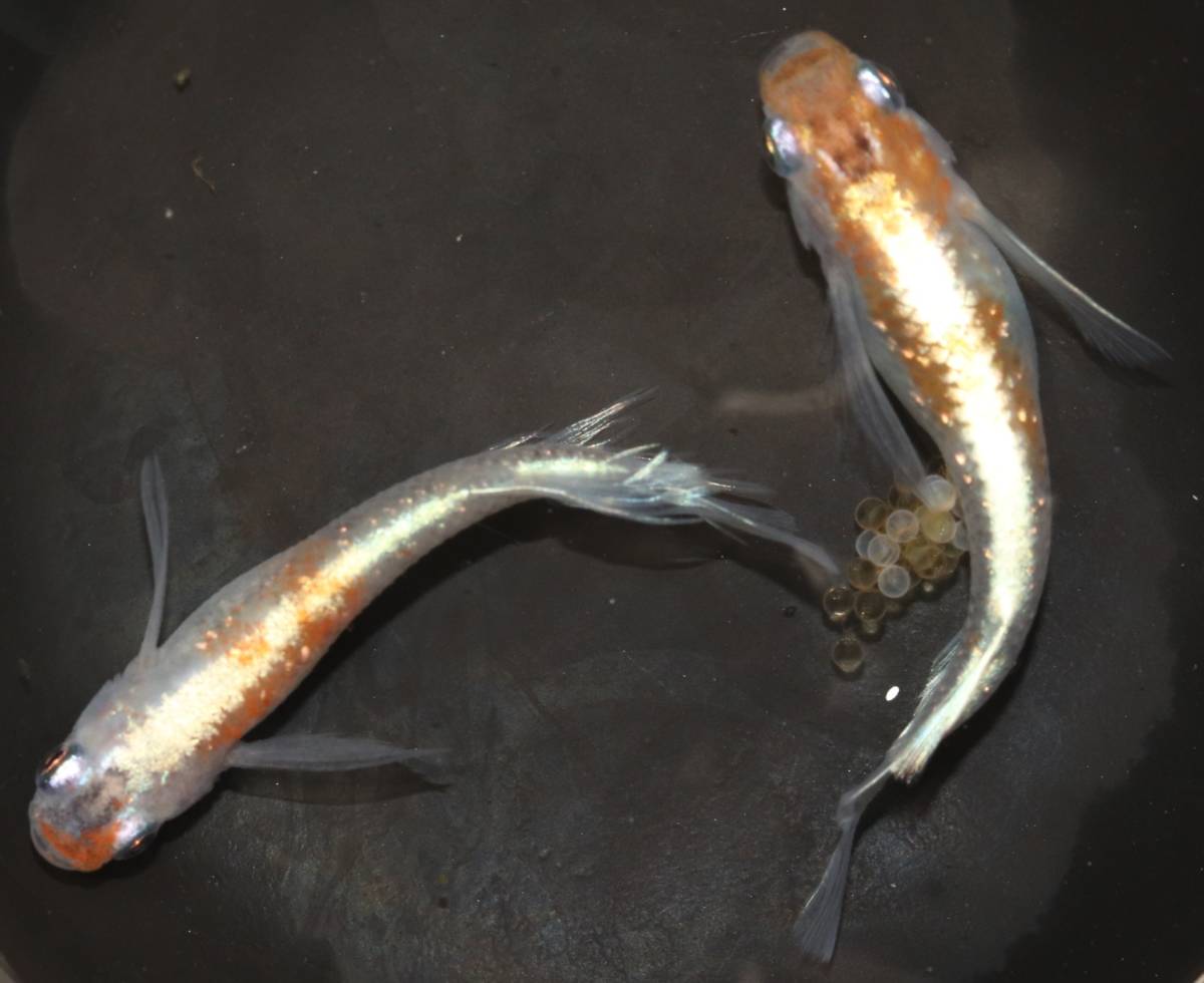 【メダカ屋hottomon】三色そうめん(若魚)　30匹