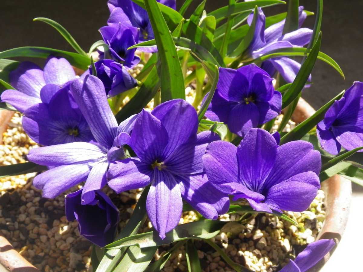 【ビオラセア】テコフィレア シアノクロッカス Tecophilaea cyanocrocus var violacea