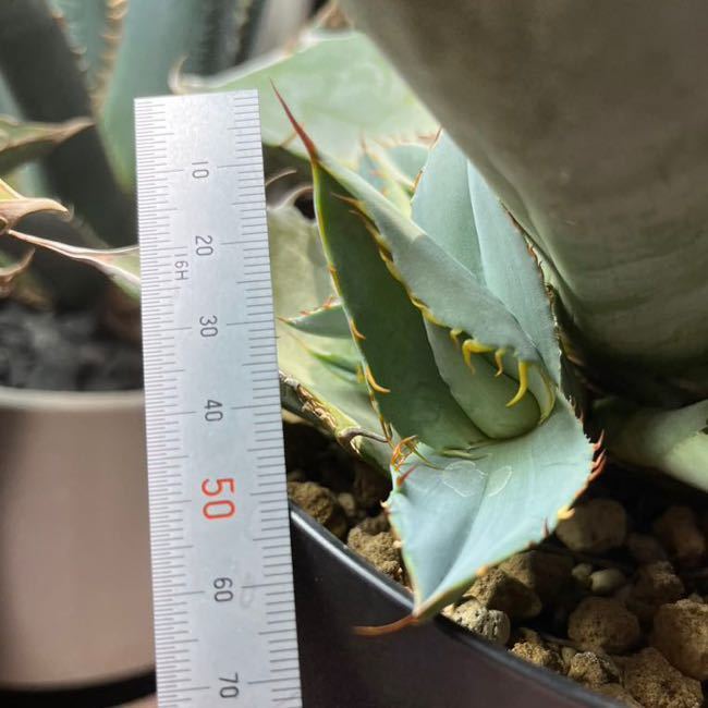 チタノタパラサナ ハイブリッドアガベ hidden agave ハイブリッド