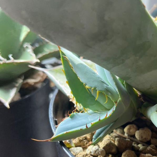 チタノタパラサナ ハイブリッドアガベ hidden agave ハイブリッド