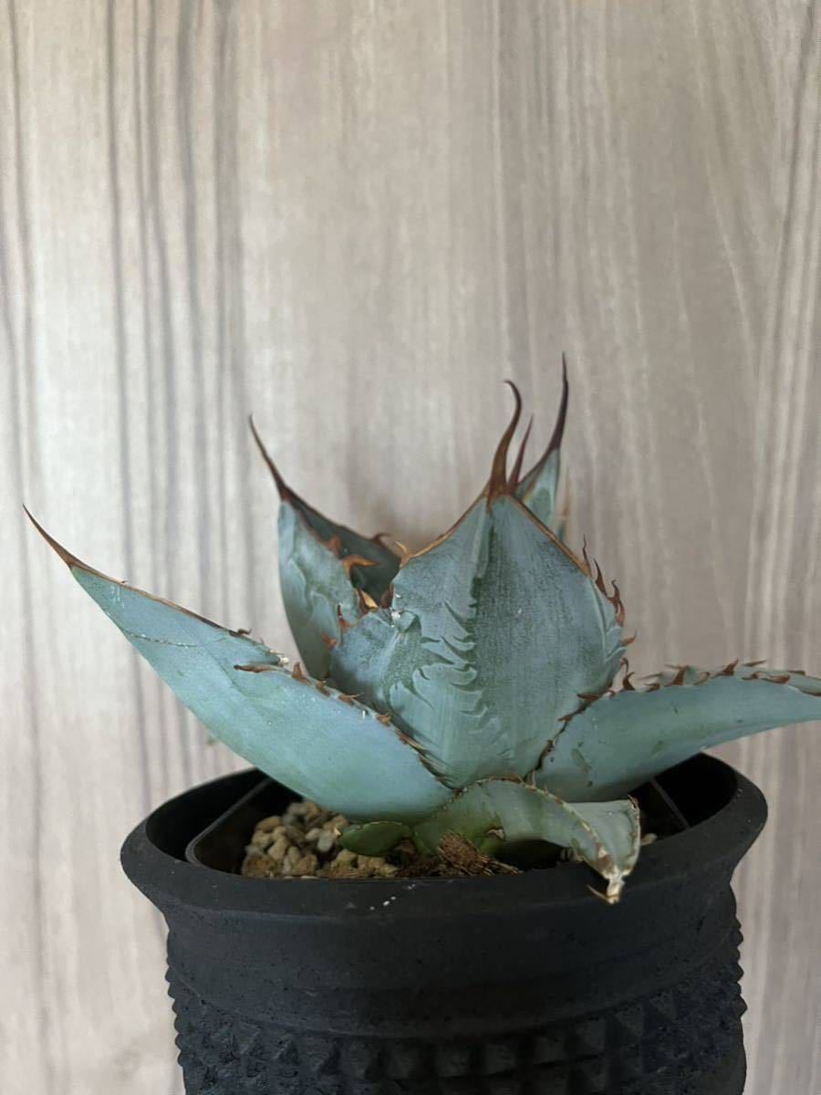 チタノタパラサナ ハイブリッドアガベ hidden agave ハイブリッド