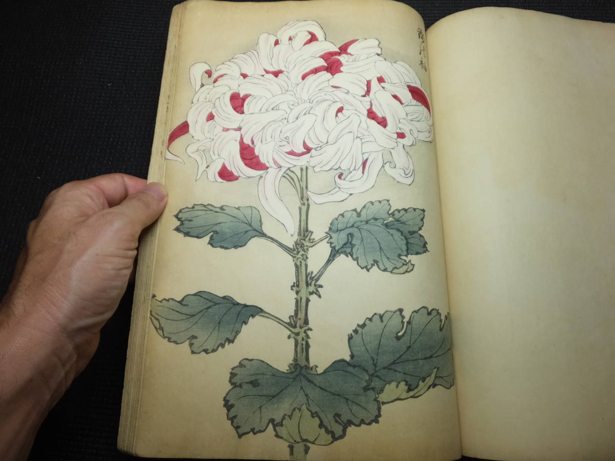 明治時代 契花百菊 2巻 長谷川契花 芸艸堂 木版画 検荒俣宏琳派和本景年花鳥画譜日本画図案杉浦非水百花譜吉田博小原古邨(木版画)|売買された ...