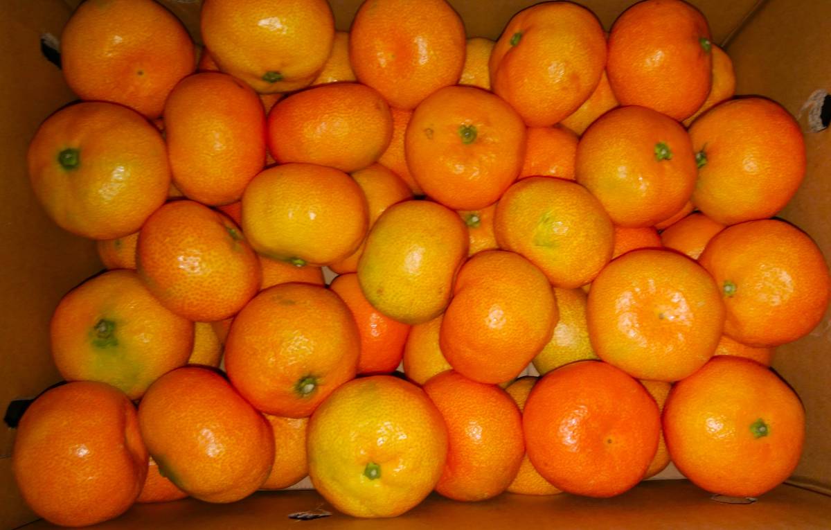 １円～スタート【高知県産】山北みかん　中　サイズ　光センサー（ハウスミカン）　約５㎏　贈答用 