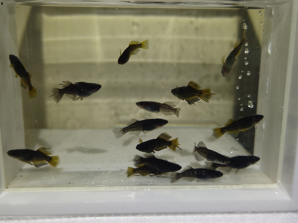 ⑤　[現物出品]　信玄　　めだか　　　　　　　　　　　　　日曜日発送限定　(トマトめだか)