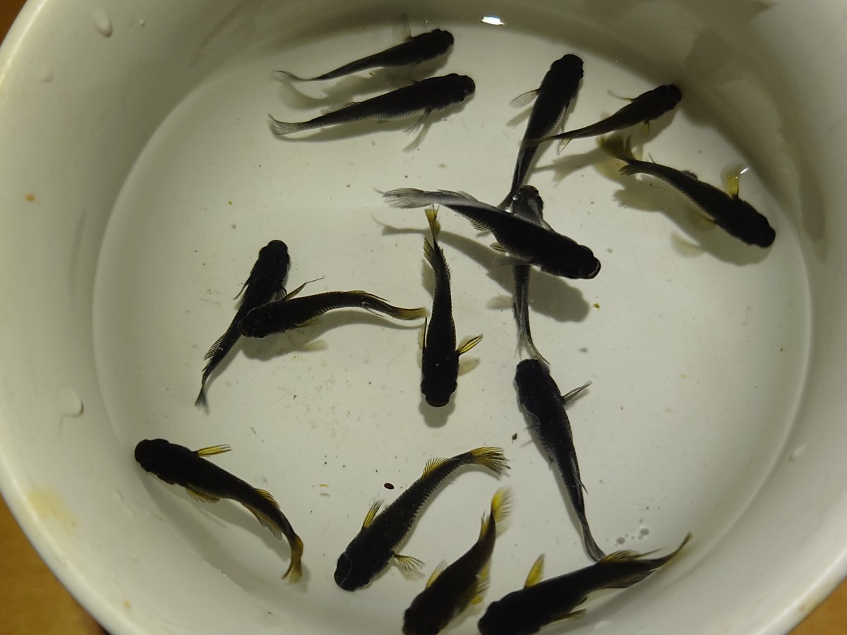 ⑤　[現物出品]　信玄　　めだか　　　　　　　　　　　　　日曜日発送限定　(トマトめだか)