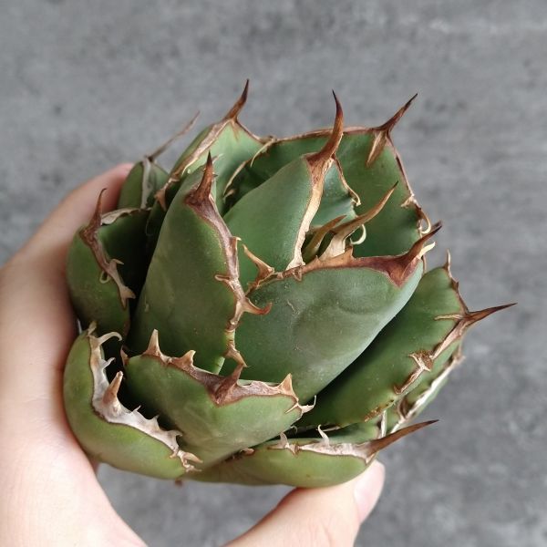 IR1459】S級！！【極上高級株！イラン産◇アガベ チタノタ ペルシアン