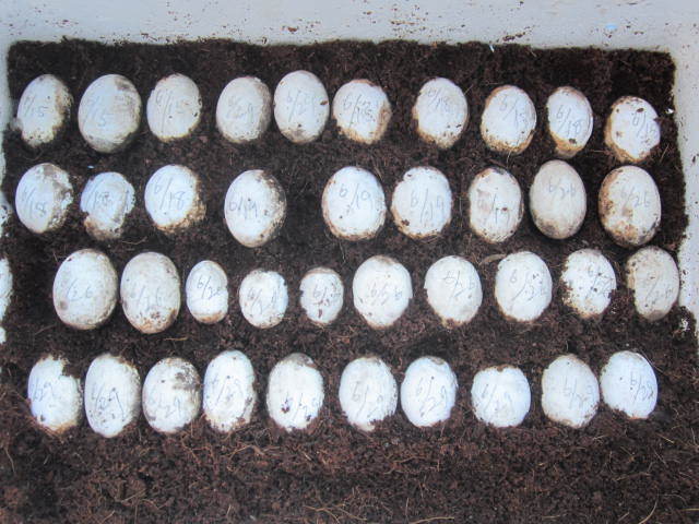 静岡県産イシガメの卵1個　有精卵　(食用としての出品）孵化が近いです　