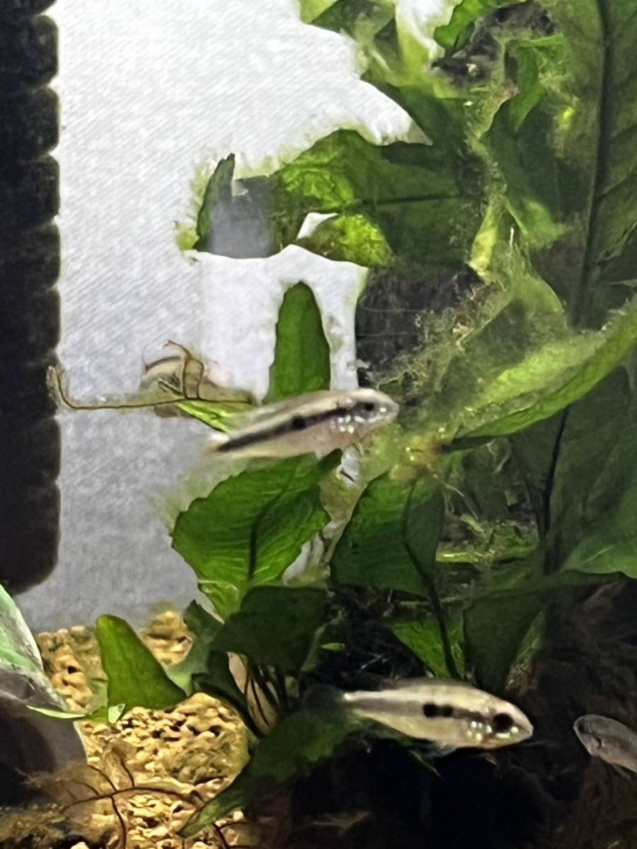 アピストグラマ フラベリカウダWF1 1ペア