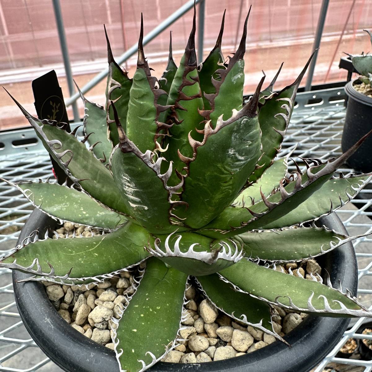 アガベホリダUS クローン